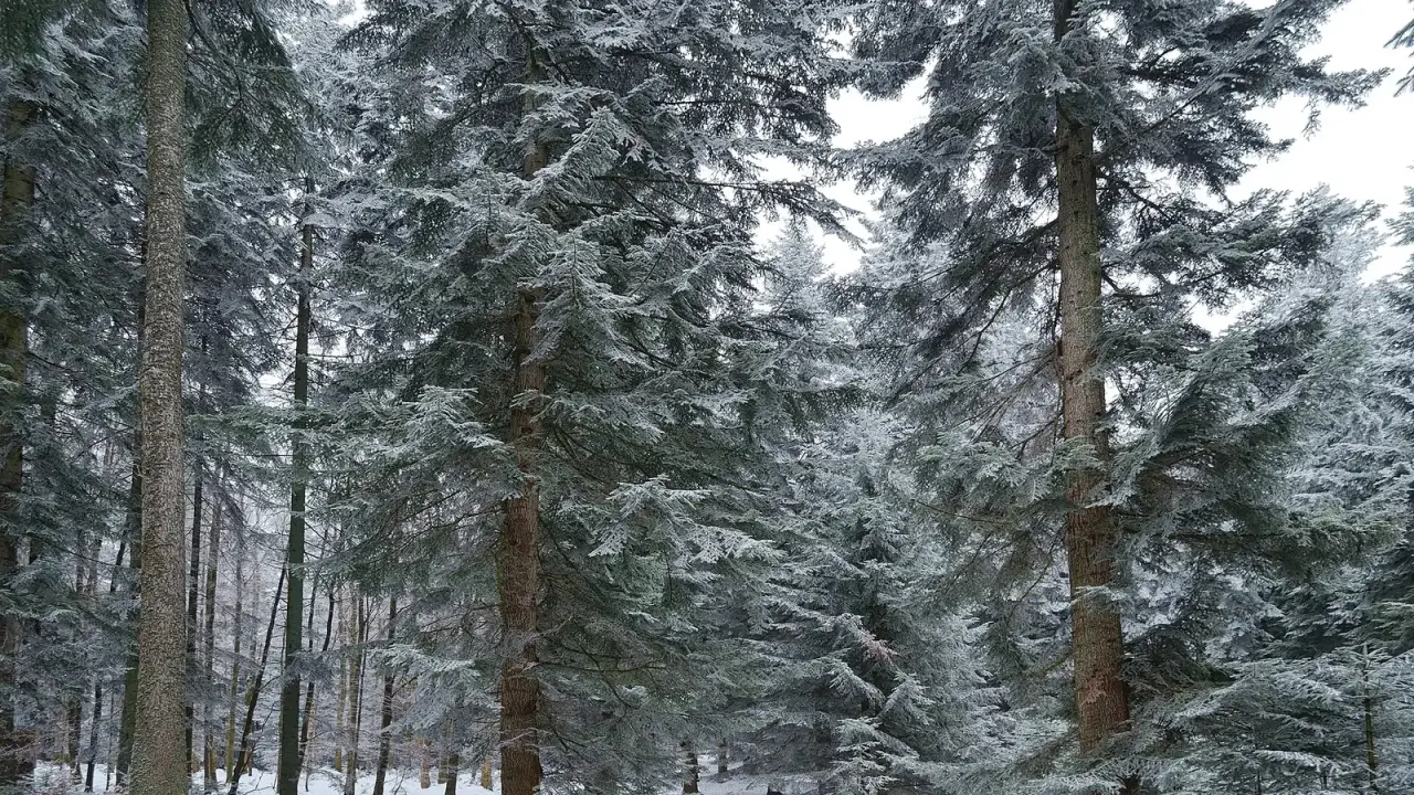 Засніжений смерековий ліс Карпат узимку